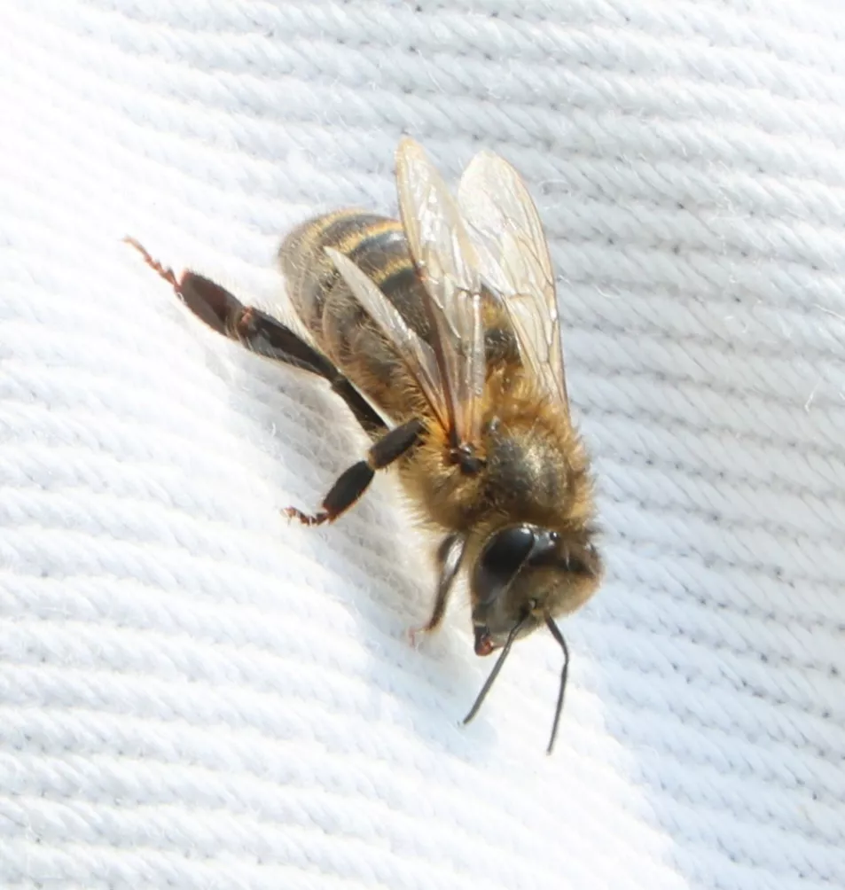 A wild native Irish honey bee