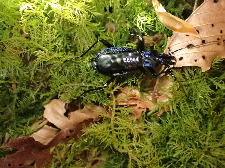 A blue ground beetle