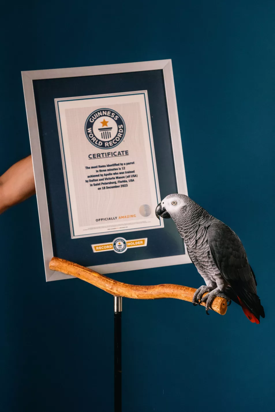 Parrot on wooden perch next to framed record certificate