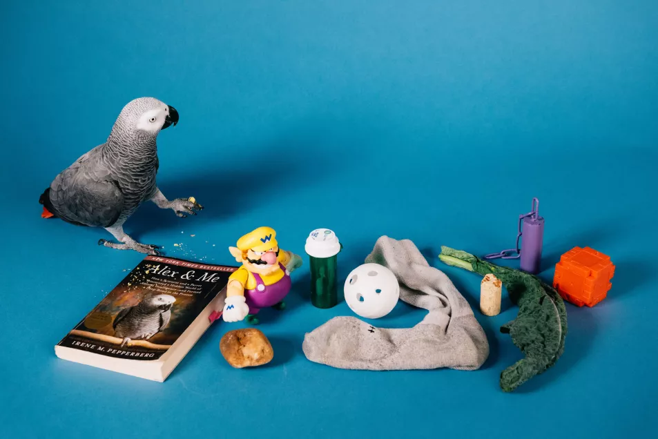 Parrot on blue background with items including a book, toy, ball and sock