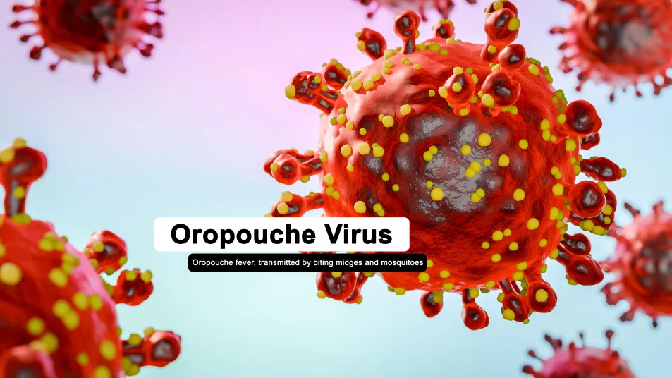 Illustration of the oropouche virus that causes Oropouche fever, an emergent disease from the Americas