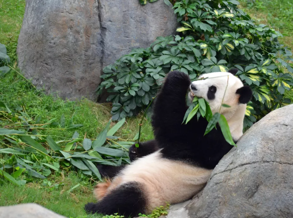 A panda eating at Ocean Park in Hong Kong (Alamy/PA)