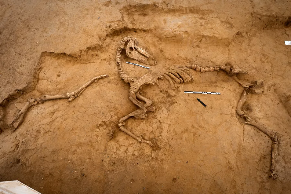 One of several horse skeletons unearthed in 2022