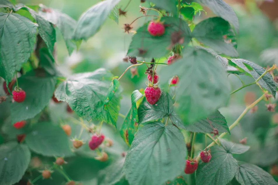 Red raspberry bush in garden