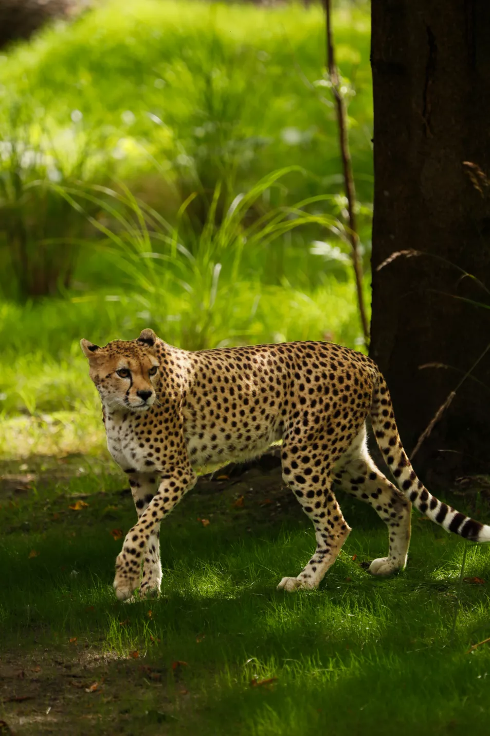 Cheetah walking across grass