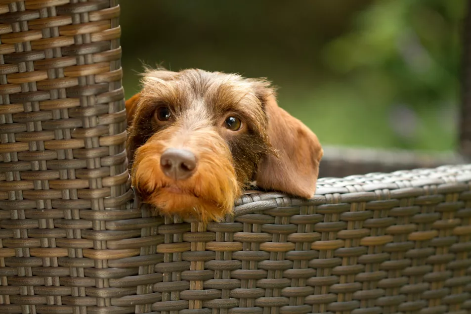 A dog in a garden chair (Alamy/PA)