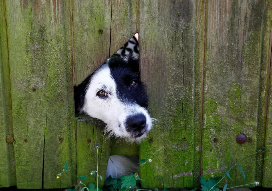 A dog poking its head through a fence (Alamy/PA)