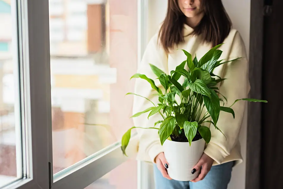 A brunette woman holding an indoor plant 