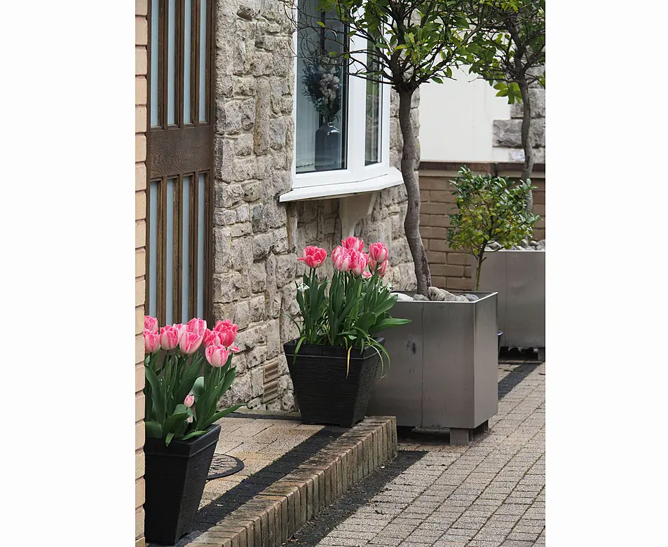 Neat modern front entrance with pink tulips and bay trees in square pots