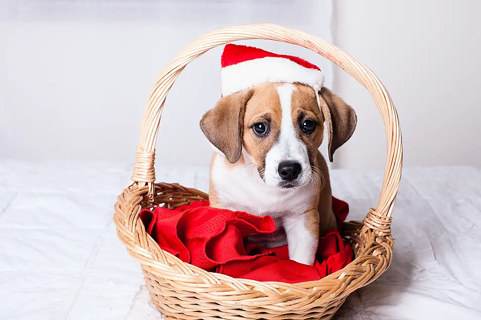 puppy in Santa hat in basket