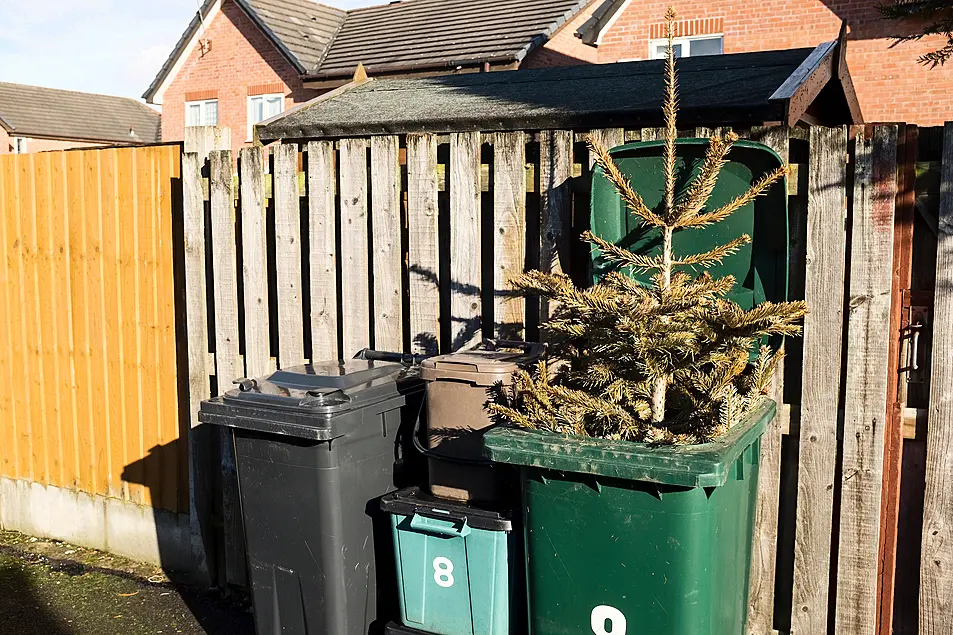 A Christmas tree sticking out of a green garden waste recycling bin