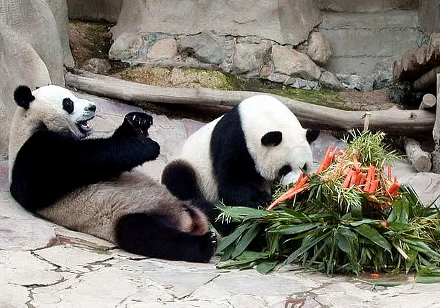 Giant pandas