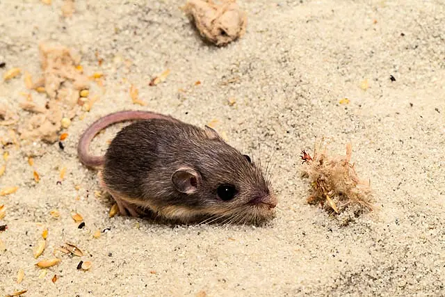 Pat, who has received a Guinness world record for longevity for being the oldest living mouse in human care