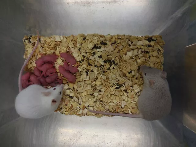 Male Mice Eggs