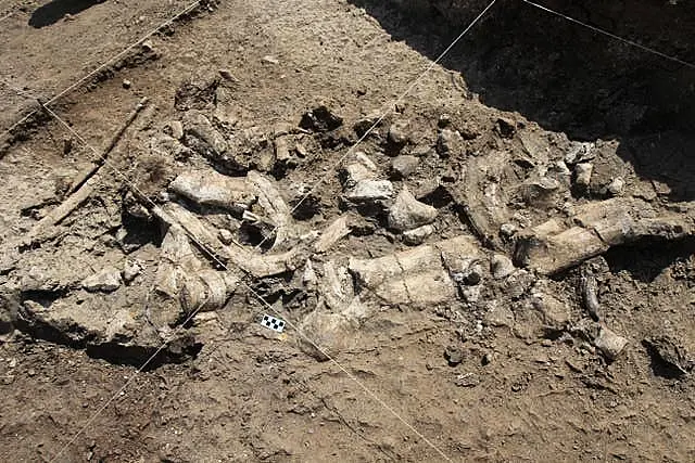 A fossil hippo skeleton and associated Oldowan artefacts