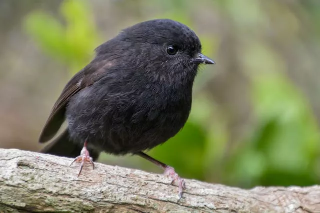 A karure, or Chatham Islands black robin