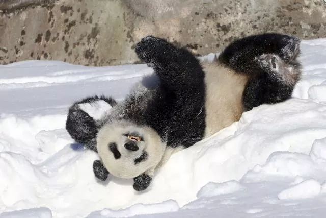 Male panda Hua Bao, named Pyry in Finnish, rolls in snow during the official opening of the Ahtari Zoo Snowpanda Resort in Ahtari, Finland, in March 2018