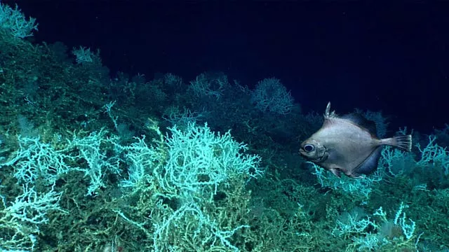 An oreo fish swims above mounds of Desmophyllum pertusum coral, previously called Lophelia pertusa, found at the top of the crest of Richardson Ridge on the Blake Plateau off the coast of South Carolina in June 2018
