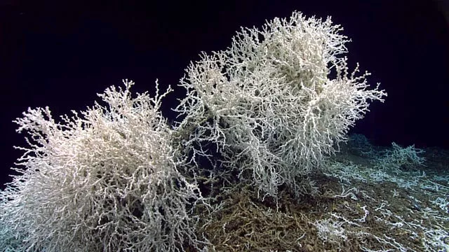 A few large thickets of Lophelia pertusa coral grow along the edges of large rock shelf overhangs at the Blake Plateau off the south-eastern coast of the US in July 2019