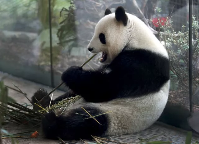 Meng Meng the panda eats bamboo in her enclosure at Berlin Zoo