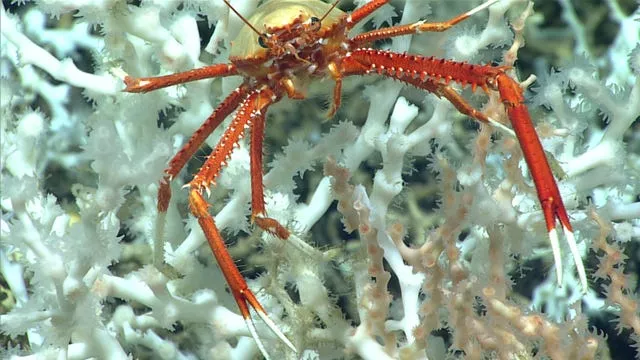 A squat lobster perches on healthy Desmophyllum pertusum coral approximately 100 miles east of the Florida Atlantic coast in June 2019