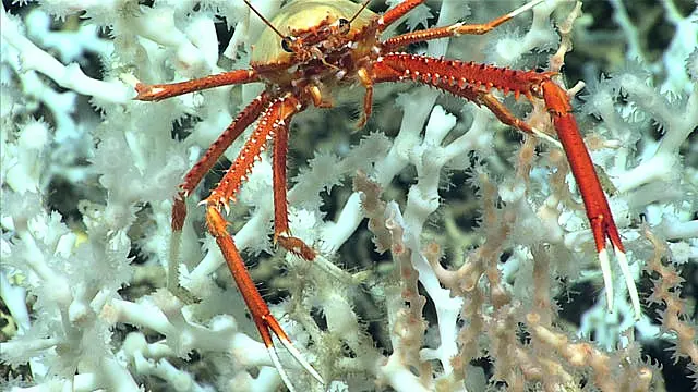 A squat lobster perches on healthy Desmophyllum pertusum coral approximately 100 miles east of the Florida Atlantic coast in June 2019