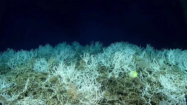 Extensive, dense populations of coral at the Blake Plateau off the south-eastern coast of the US in June 2019