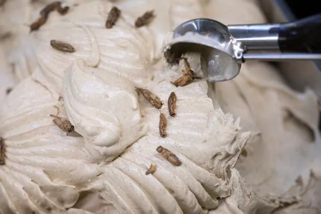Germany Ice Cream Insects