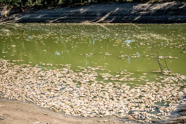 Australia Dead Fish