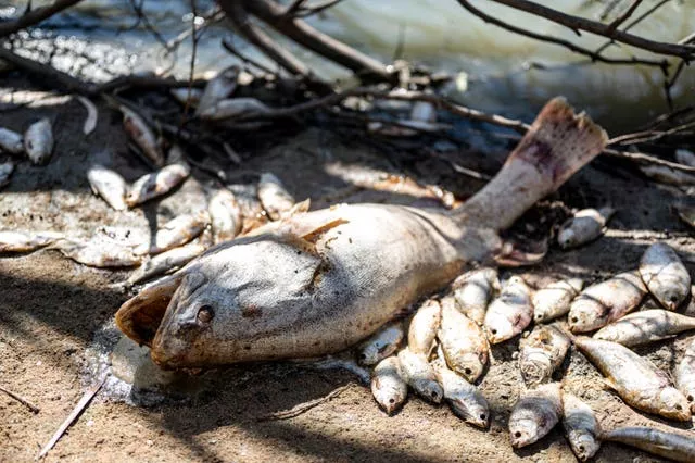 Australia Dead Fish