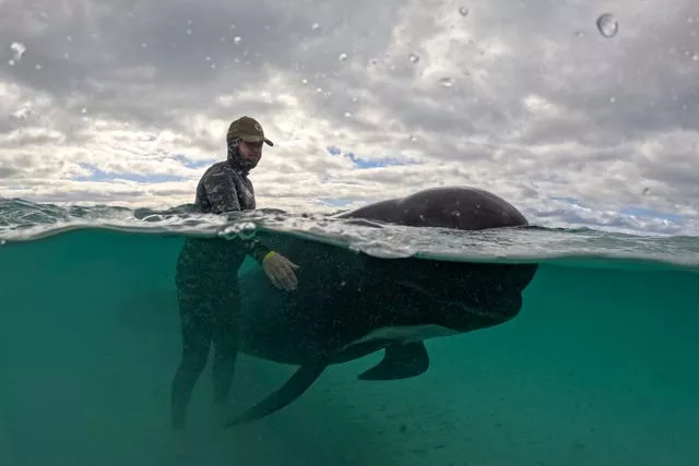 A rescuer tends to a whale