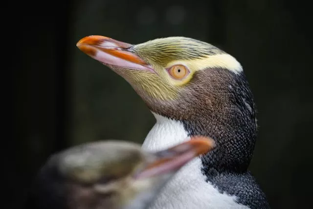 A hoiho or yellow-eyed penguin 