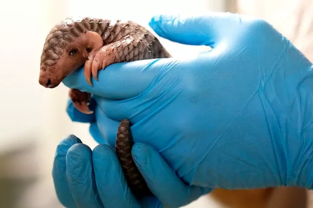 A keeper holds a baby Chinese pangolin for it to be weighed at Prague Zoo, Czech Republic 