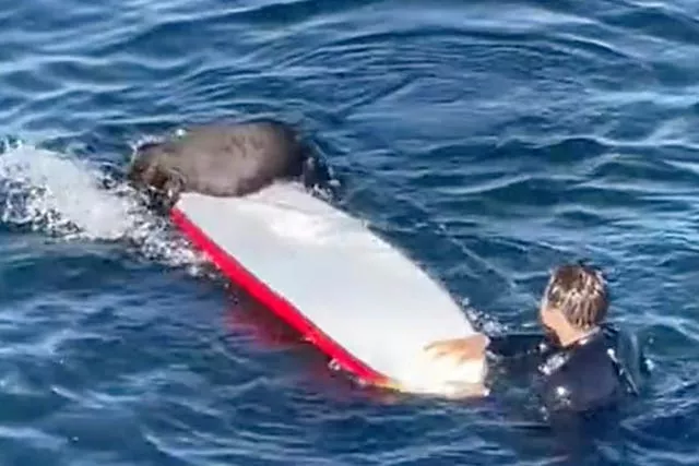 California-Otter Vs Surfers