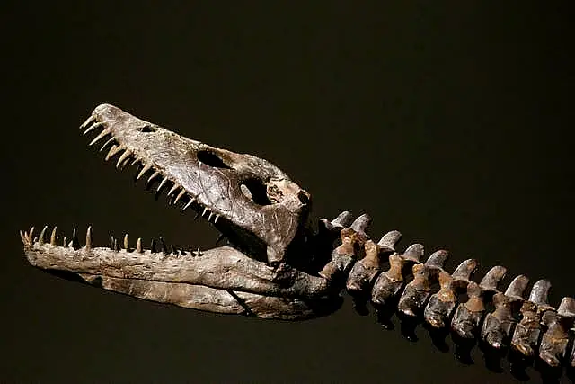 plesiosaur skeleton