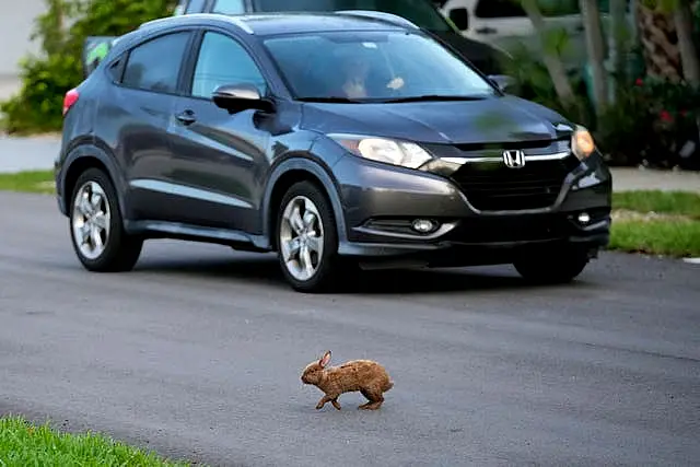 Rabbits on the street