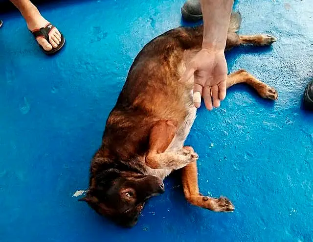 Bella rolls on the deck after being rescued