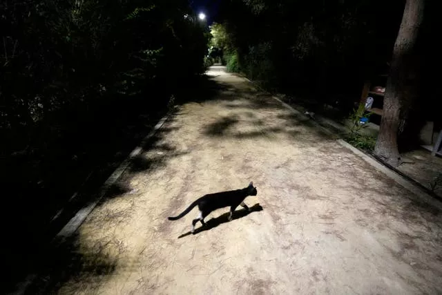A cat in the main linear park in the capital Nicosia, Cyprus