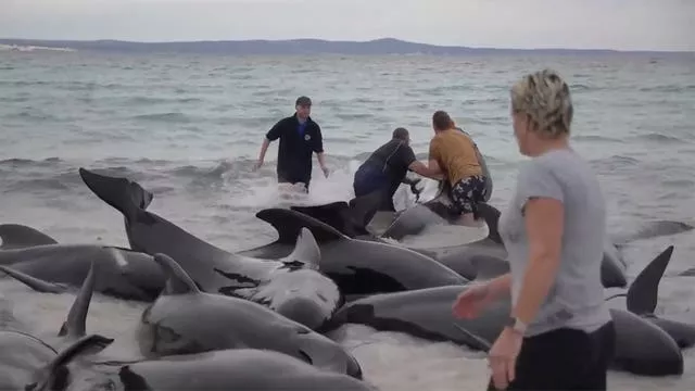Rescuers try to help whales stranded on Cheynes Beach