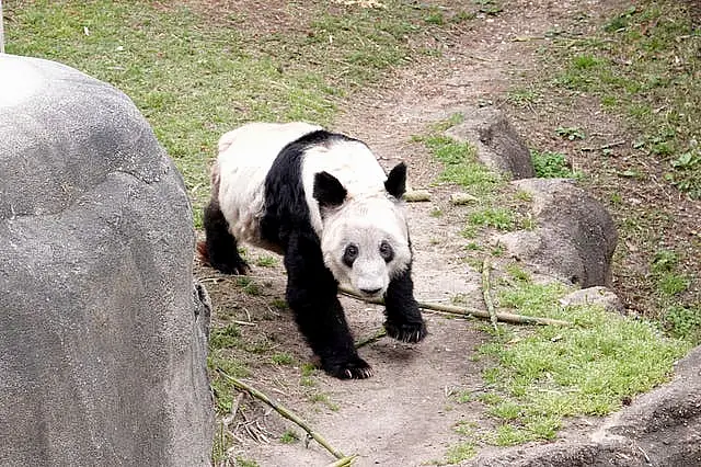 A panda