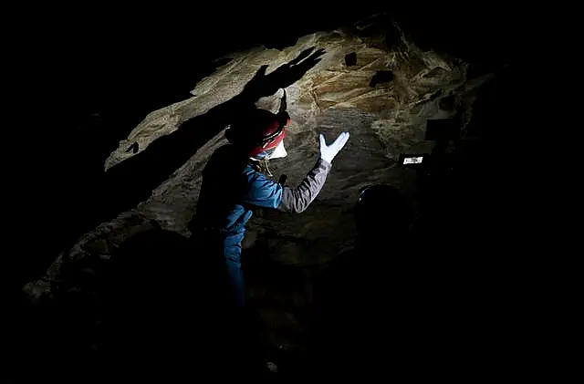 Bats on a cave wall