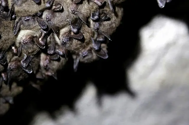 Bats in a cave