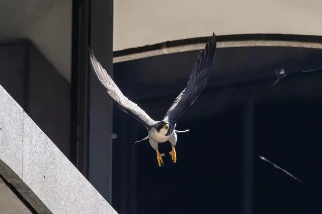 A peregrine falcon takes off from a ledge at 100 S Wacker Drive in the Loop in Chicago
