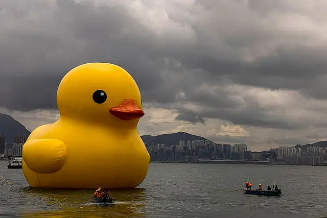 Hong Kong Giant Ducks