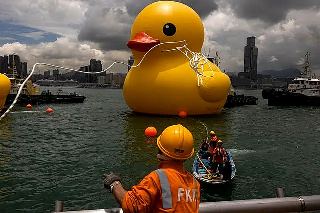 Hong Kong Giant Ducks