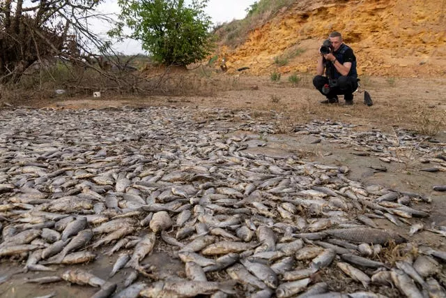 Dried reservoir with dead fish