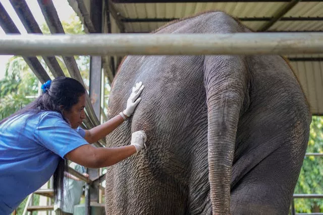 Sri Lanka Thai Elephant