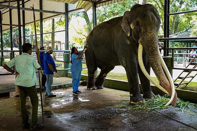 Sri Lanka Thai Elephant