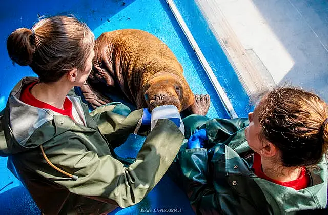 Alaska Rescued Walrus Calf