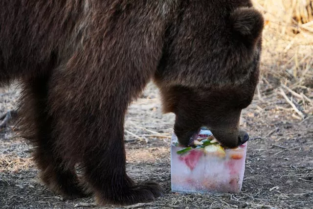 Lotus, a four-year-old European brown bear, bites into a block of ice with fruits, at the Attica Zoological Park in Spata suburb, eastern Athens